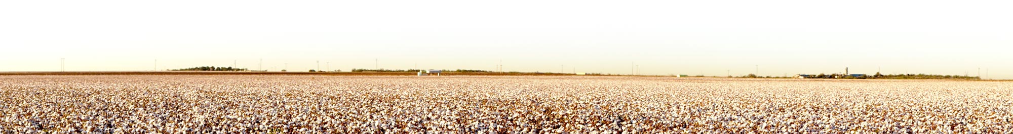cotton-field